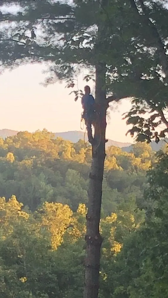 Affordable yard maintenance for residential properties across Horse Shoe, NC - Top Branch Tree Service