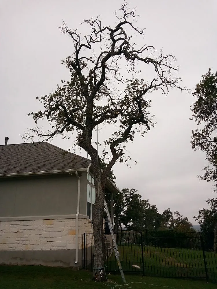 Local landscaping services for outdoor upgrades in Georgetown, TX by Top-Branch TreeServices