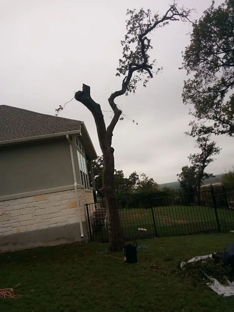 Affordable yard cleanup service in Georgetown, TX - Top-Branch TreeServices
