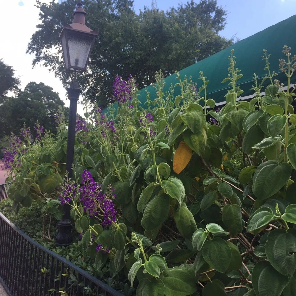 Local lawn care service for beautiful yards across Hollywood, FL - Top Choice