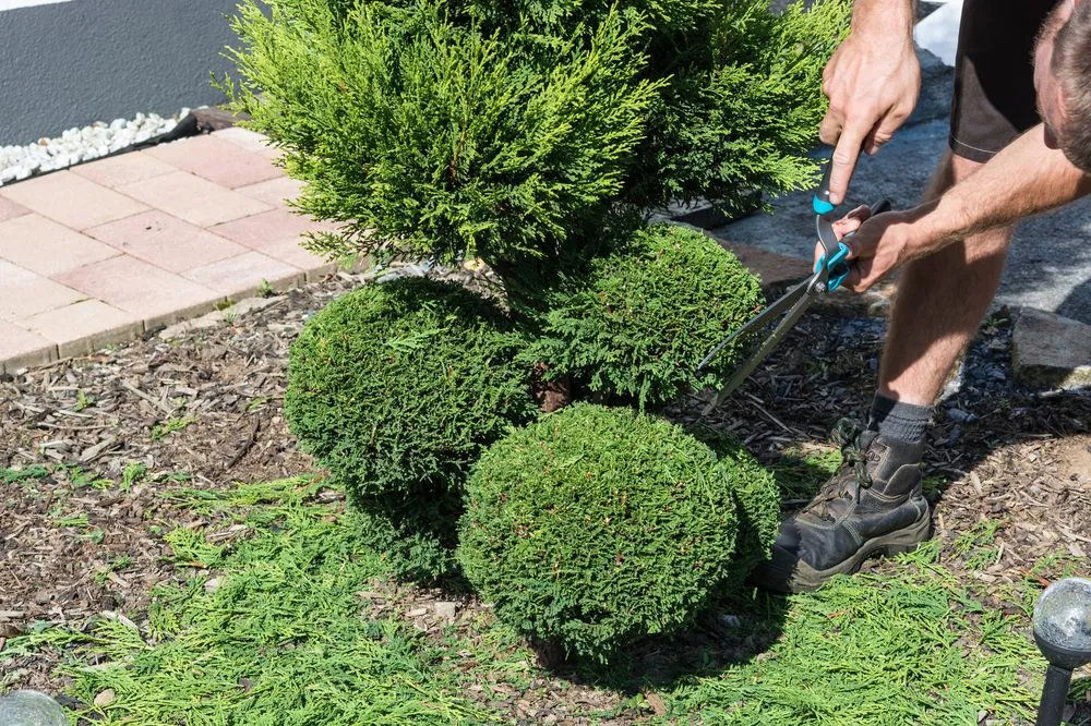 Reliable yard cleanup service in Lauderhill, FL by Top Chop Lawn Care & Property Services