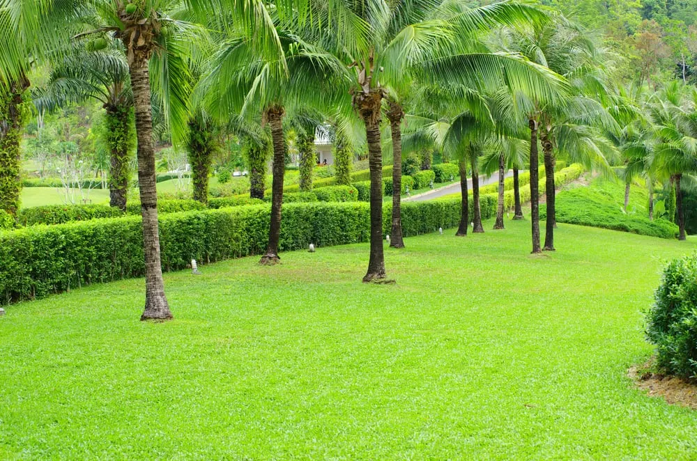 Professional yard cleanup service for beautiful yards across Orlando, FL - Top Cut Lawn Care