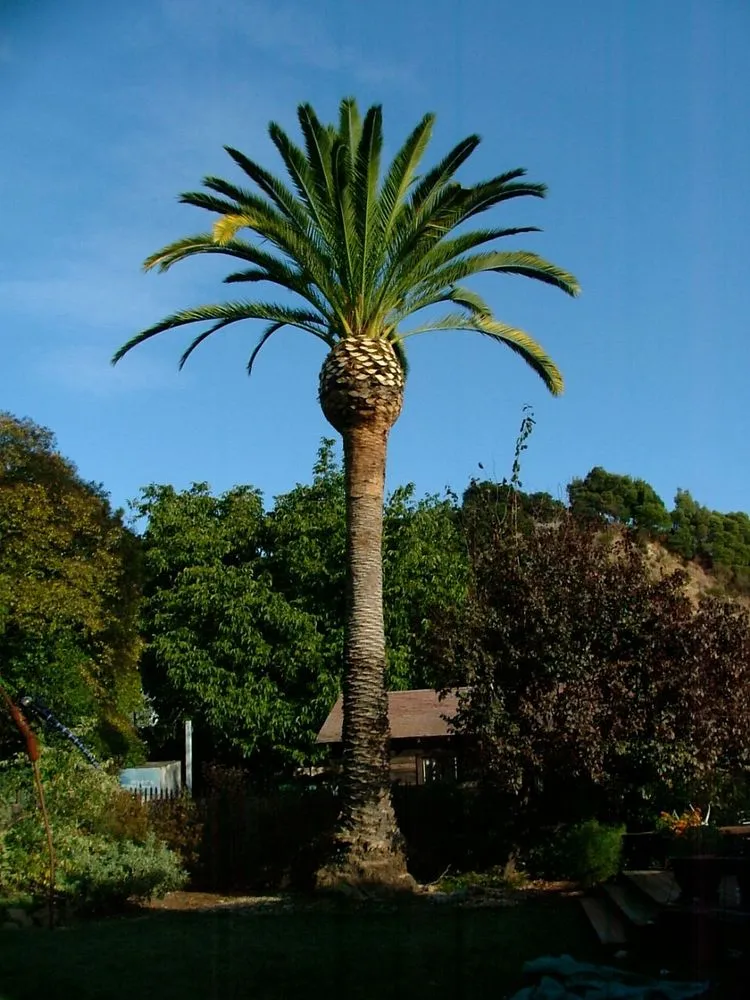 Professional outdoor landscaping in Clermont, FL by Top Cut Tree Service