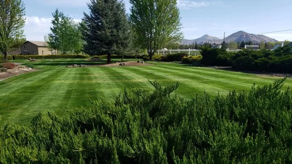 Top Dog Lawn Care & Maintenance Logo