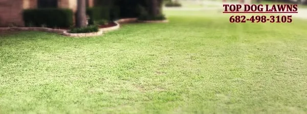 Top Dog Lawn Services Logo