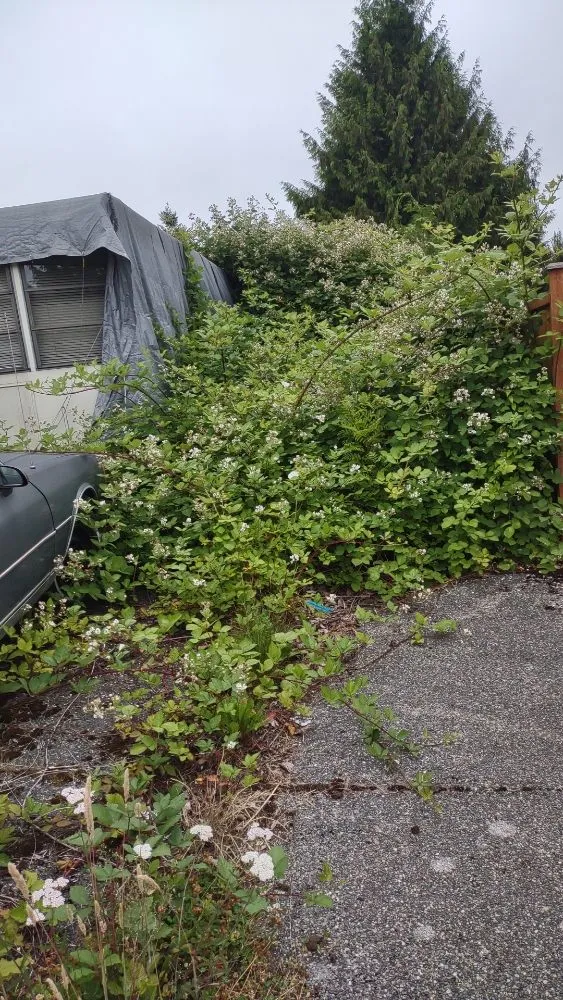 Expert lawn mowing service in Everett, WA by Top Garden Services