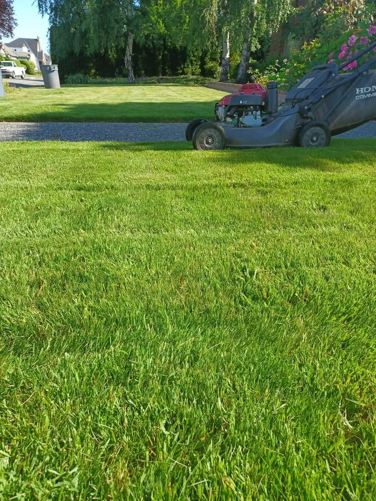 Top-rated yard cleanup service experts serving Everett, WA - Top Garden Services