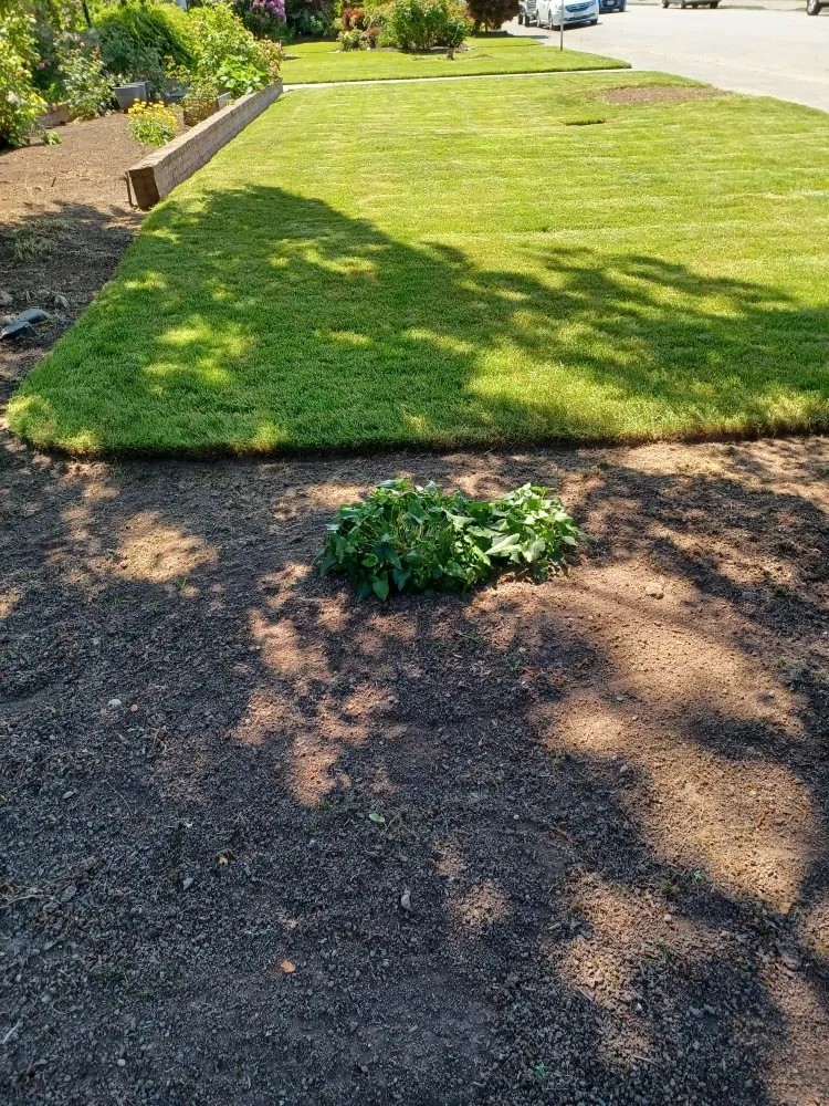 Top-rated yard maintenance for homes across Everett, WA - Top Garden Services