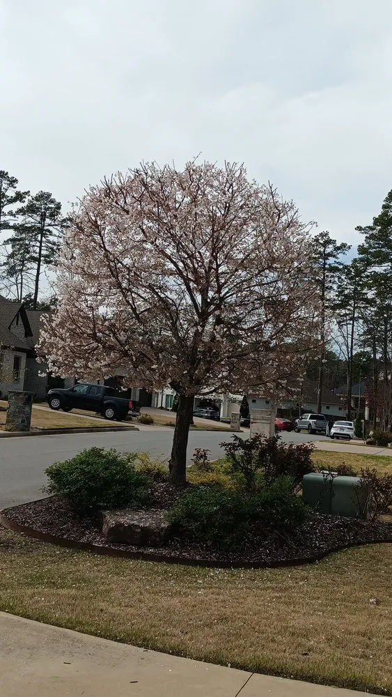 Reliable lawn care service near you in Little Rock, AR by Top Garden Solutions