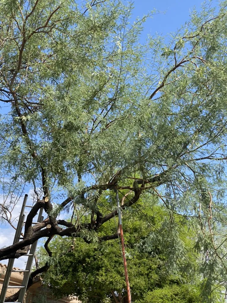 Custom residential landscaping in Tolleson, AZ - Top Gardeners Landscaping