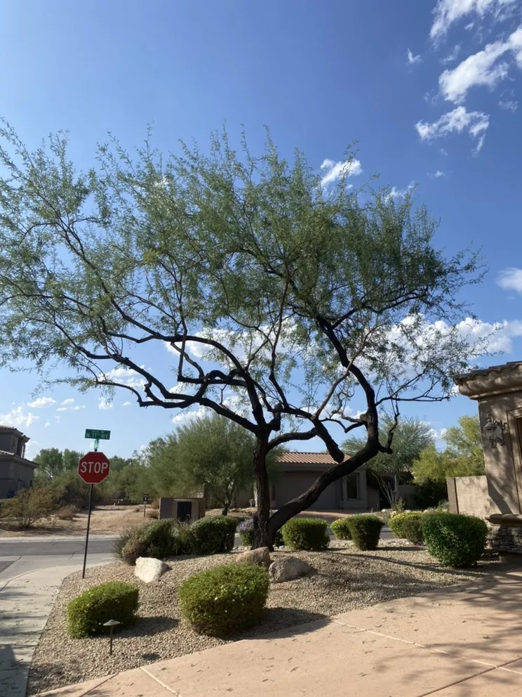 Local landscaping services for residential properties in Tolleson, AZ by Top Gardeners Landscaping