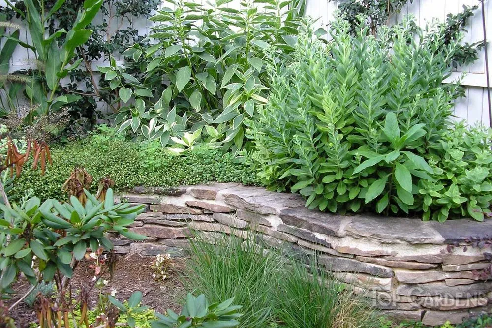 Custom landscape design experts serving Charlotte, NC - Top Gardens