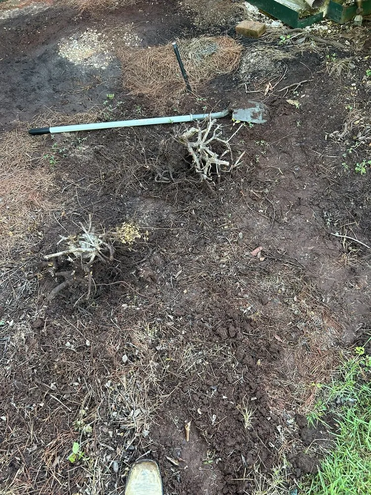Professional yard cleanup service experts serving Madisonville, LA - Top Green Maintenance