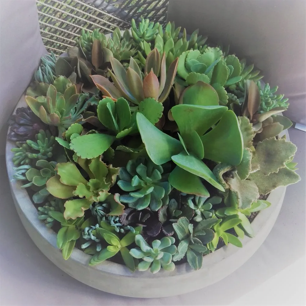 Professional landscape design for beautiful yards across Windermere, FL - Top Gunn Lawn Care