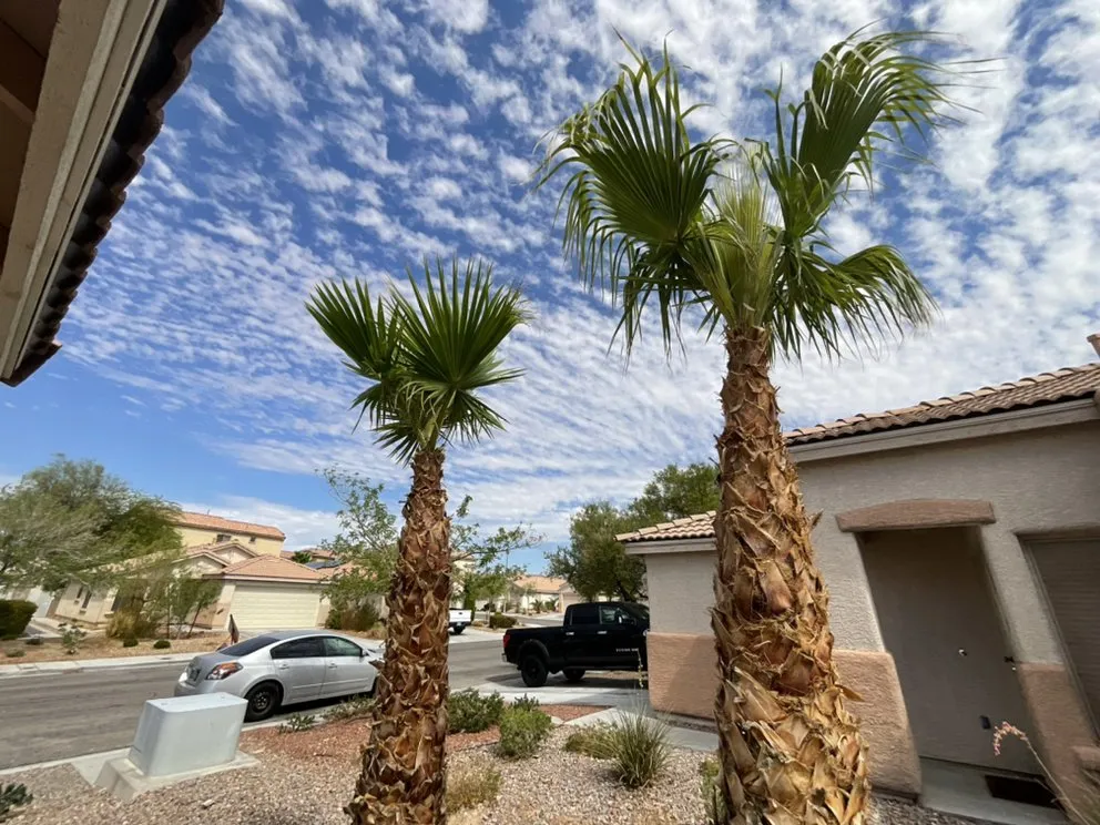 Professional lawn mowing service in Henderson, NV by Top It Off Landscaping