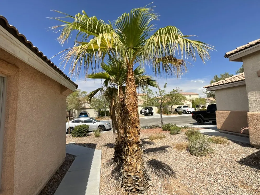 Custom landscape installation in Henderson, NV - Top It Off Landscaping