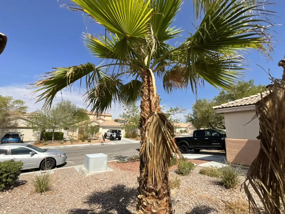 Professional landscaping services in Henderson, NV - Top It Off Landscaping