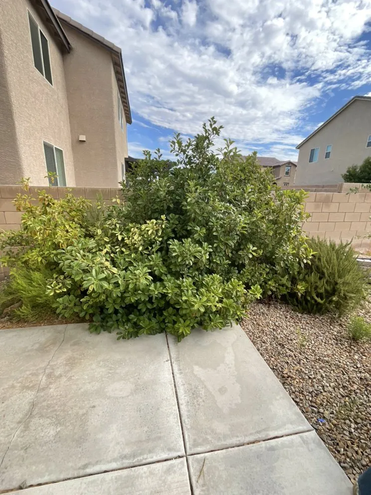 Trusted residential landscaping experts serving Henderson, NV - Top It Off Landscaping