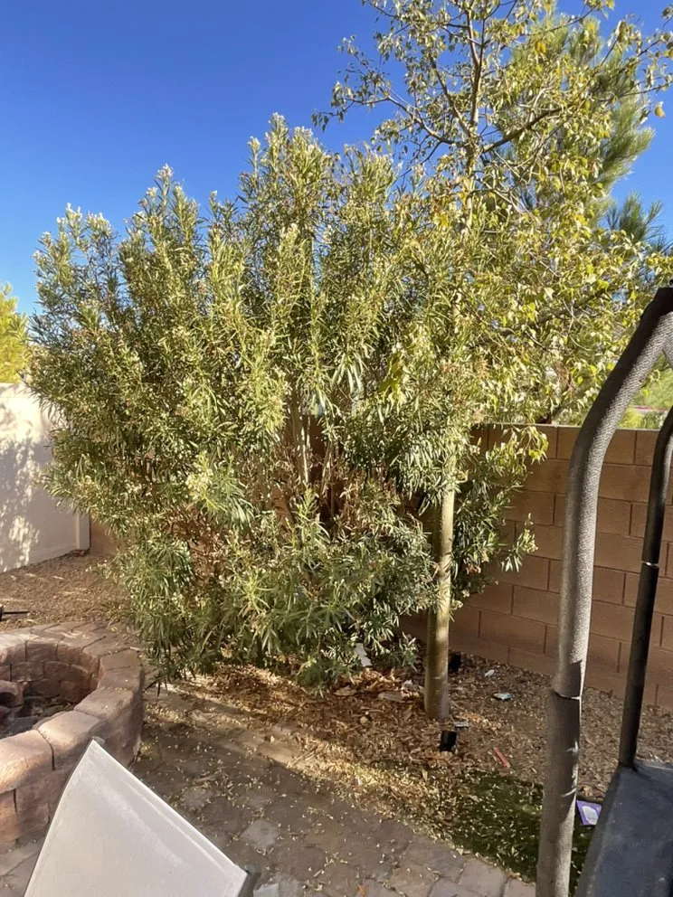 Top-rated lawn care service experts serving Henderson, NV - Top It Off Landscaping