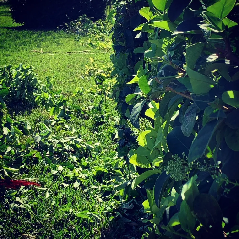 Local yard cleanup service for homes in Riverview, FL by Top Lawn Pros