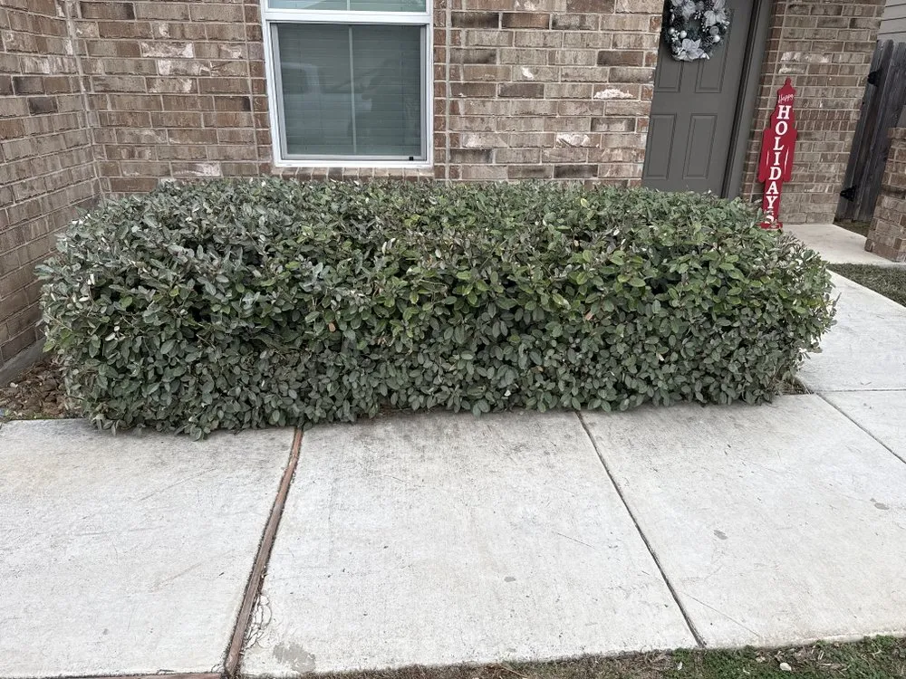 Custom yard cleanup service for year-round maintenance in San Antonio, TX by Top Lawn Service