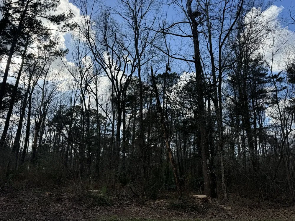 Professional yard cleanup service in Brookshire, TX - Top Line Arbor Care