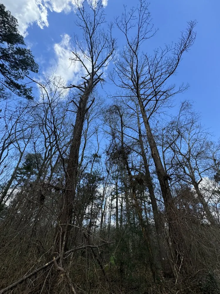 Reliable yard maintenance in Brookshire, TX by Top Line Arbor Care