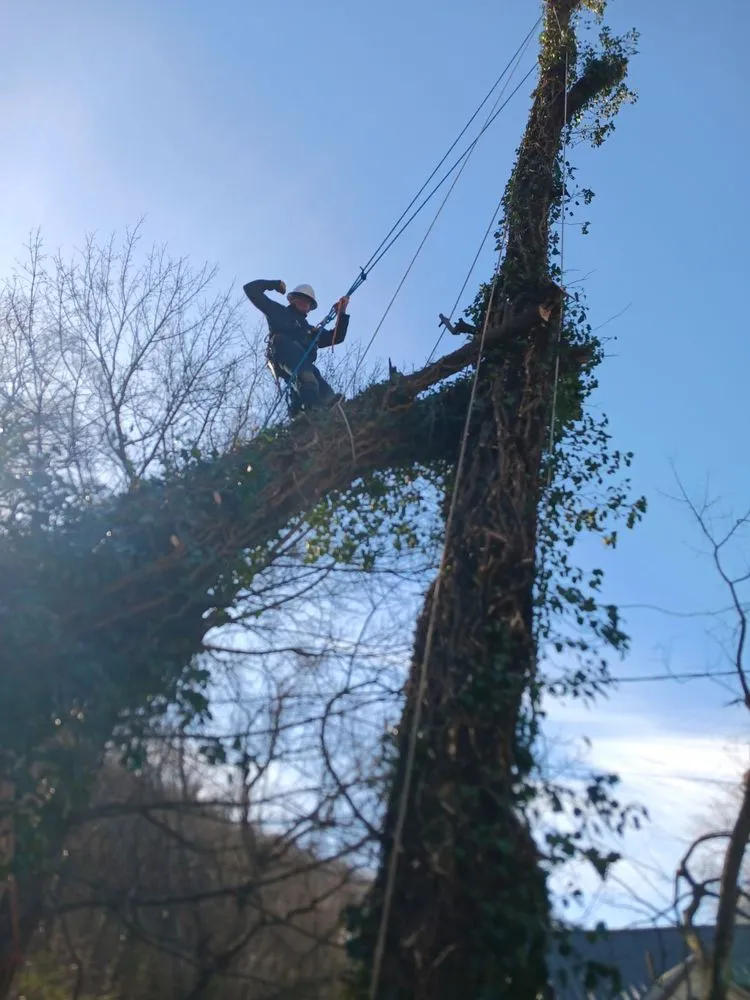 Custom lawn care service in Beckley, WV by Top Line Tree Service