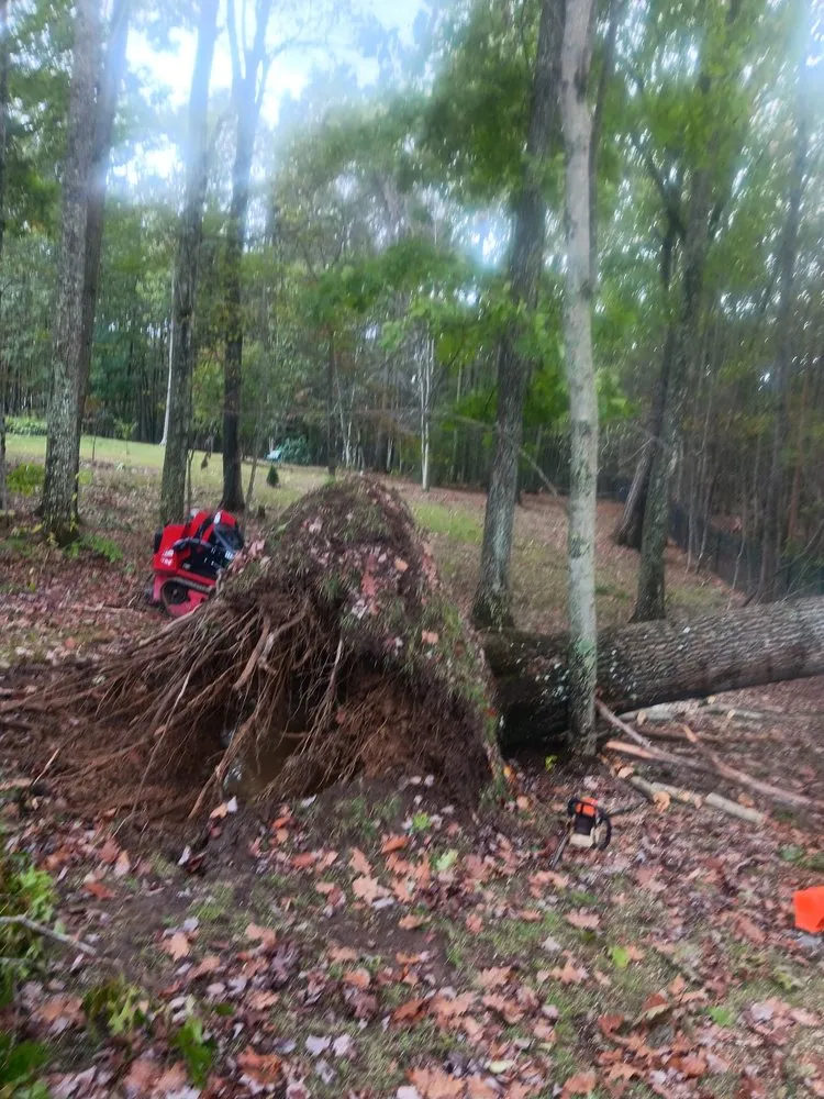 Local residential landscaping in Beckley, WV by Top Line Tree Service