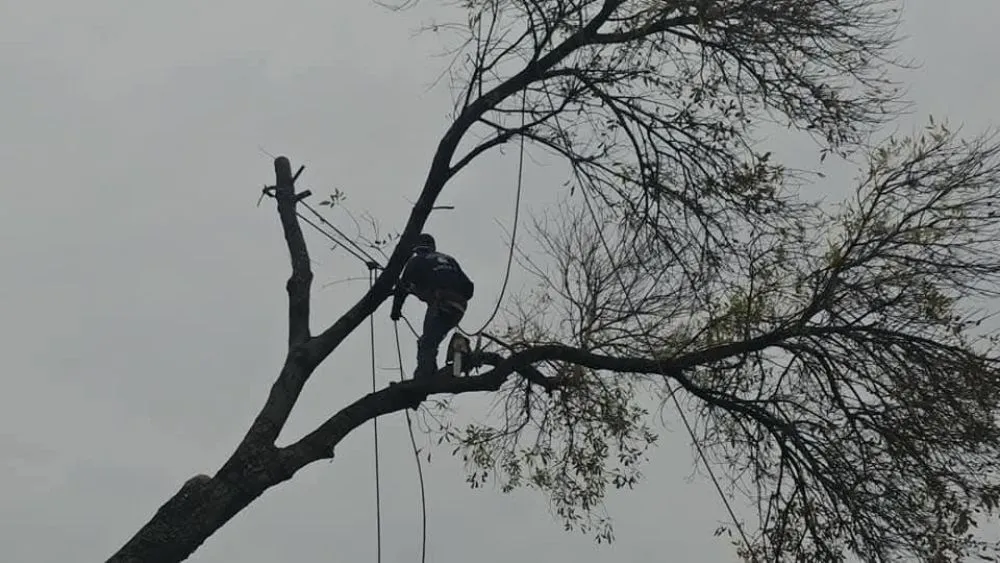Top-rated outdoor landscaping for outdoor upgrades in San Antonio, TX by Top Notch Arbor Care