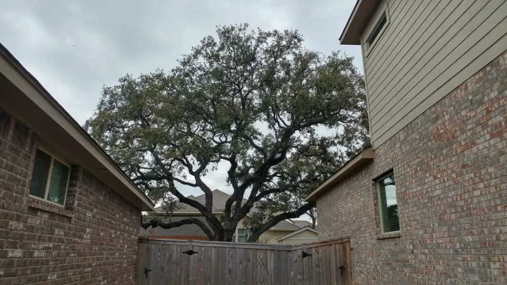 Top-rated landscaping services in San Antonio, TX by Top Notch Arbor Care