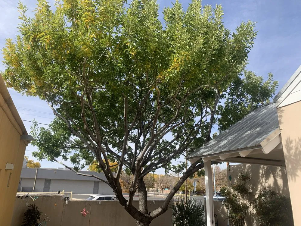 Local lawn care service for outdoor upgrades across Albuquerque, NM - Top Notch Custom Landscapes