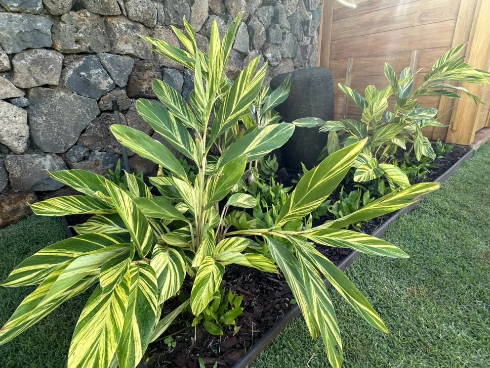 Top-rated yard maintenance for beautiful yards across Hanapepe, HI - Top-Notch Landscape & Maintenance