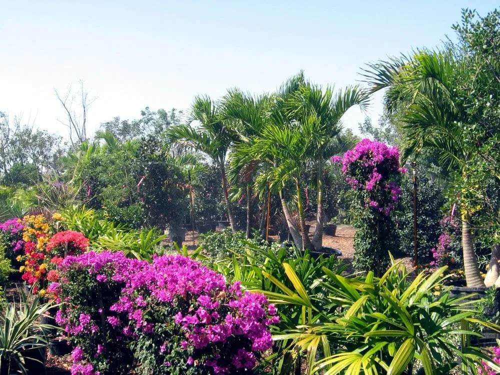 Affordable yard maintenance experts serving Boynton Beach, FL - Top Notch Landscaping & Tree Service