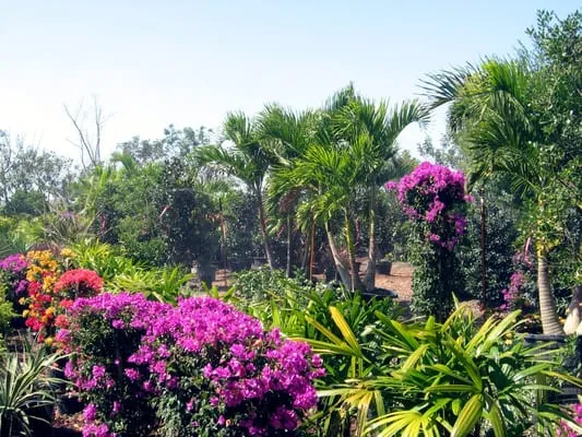 Top Notch Landscaping & Tree Service Logo