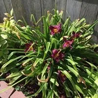 Local lawn mowing service experts serving Tipton, IA - Top Notch Lawn and Landscaping