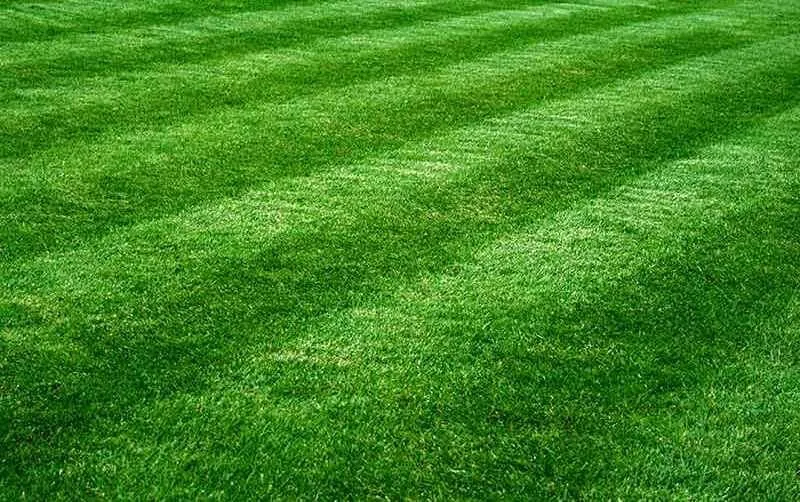 Top-rated lawn care service in Champaign, IL - Top Notch Lawn Care