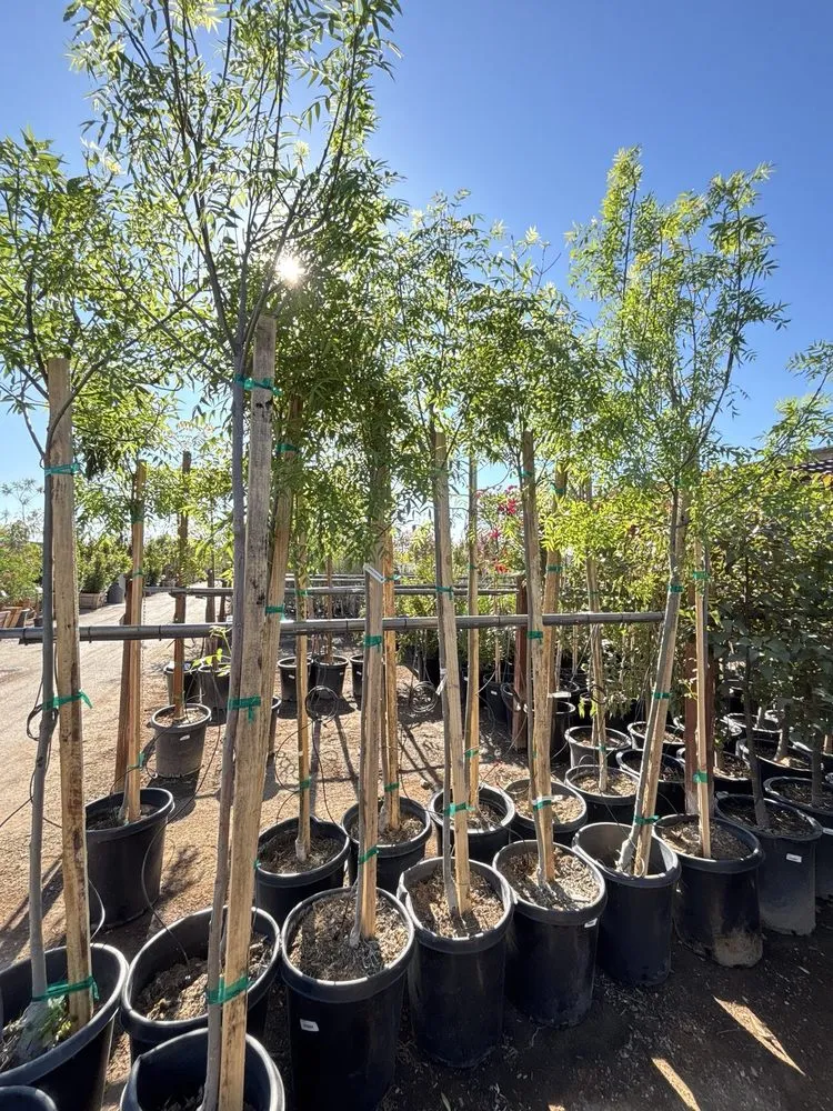 Affordable landscape design for homes across Las Vegas, NV - Top Notch Lawncare And Irrigation