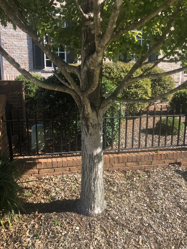 Custom yard cleanup service for year-round maintenance across Columbia, SC - Top Notch Lawns