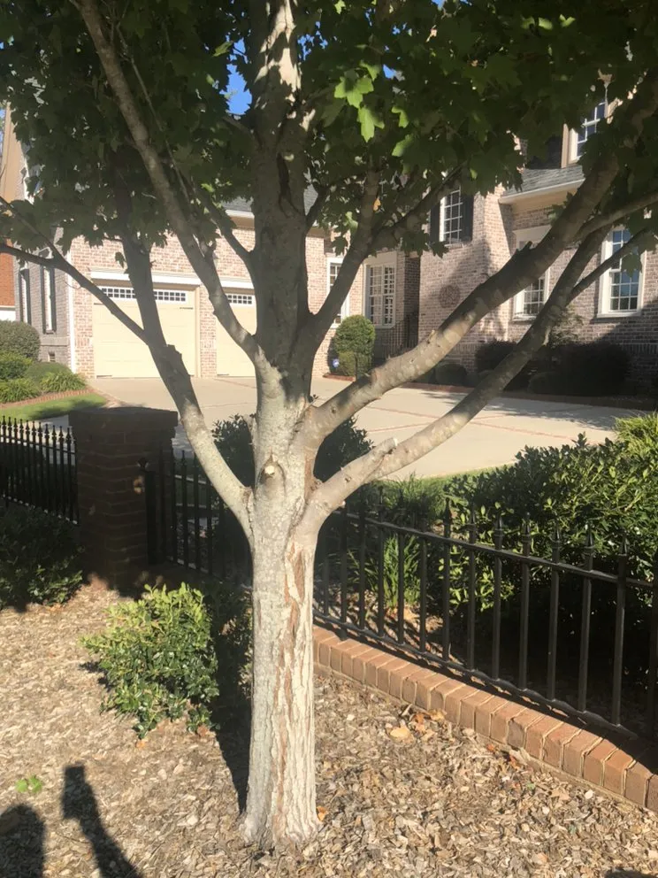 Expert lawn care service in Columbia, SC - Top Notch Lawns