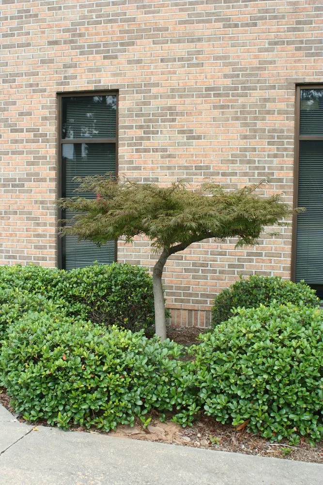 Reliable outdoor landscaping for beautiful yards in Montgomery, AL by Top Notch Lawns