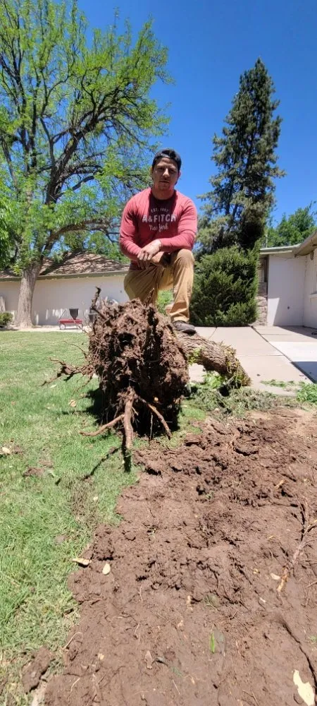 Top-rated lawn care service for beautiful yards across Las Cruces, NM - Top Notch Professionals