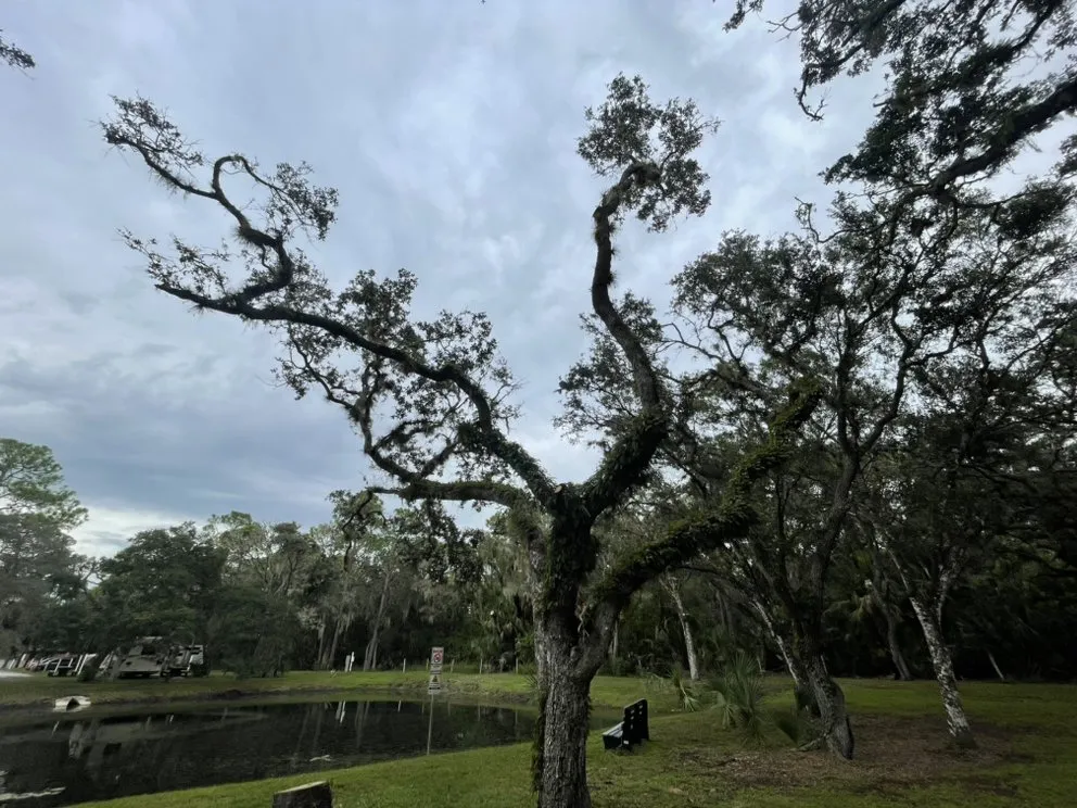 Affordable residential landscaping with custom design in Bradenton, FL by Top Notch Quality Tree Care