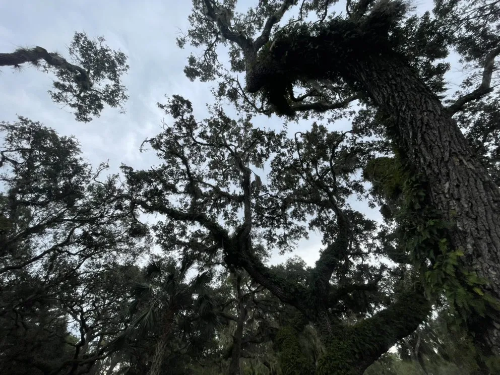 Local landscape design in Bradenton, FL by Top Notch Quality Tree Care