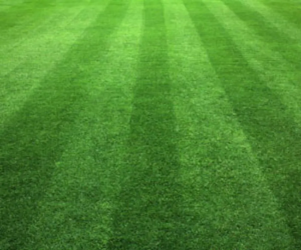 Affordable lawn care service in Fall Branch, TN by Top Notch Services