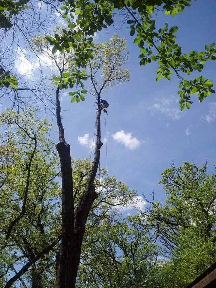 Custom landscape installation for outdoor upgrades across Lake Zurich, IL - Top Notch Services