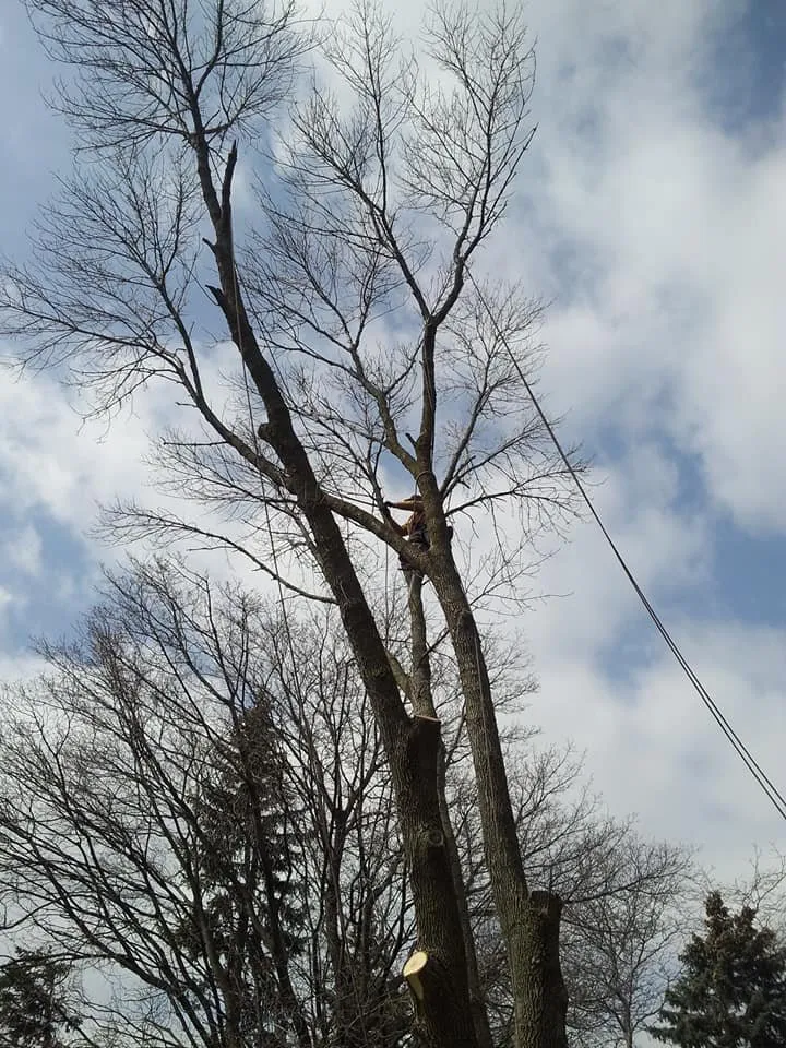 Local landscape installation in Lake Zurich, IL - Top Notch Services