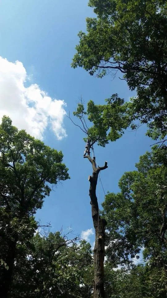 Affordable yard maintenance in Lake Zurich, IL - Top Notch Services