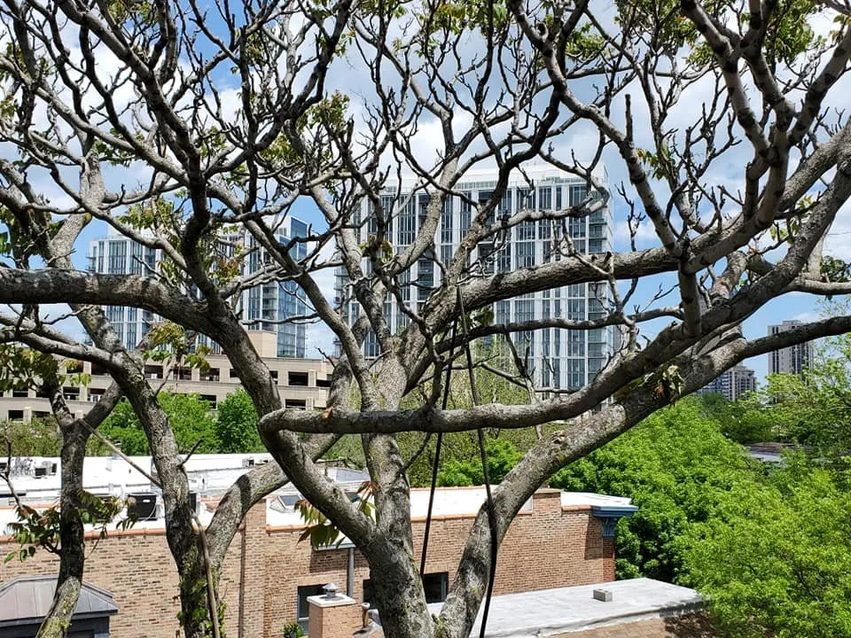 Custom landscape installation for beautiful yards in Lake Zurich, IL by Top Notch Services