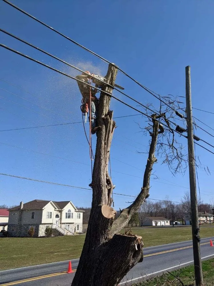 Expert landscape installation near you across Carlisle, PA - Top Notch Tree And Landscape